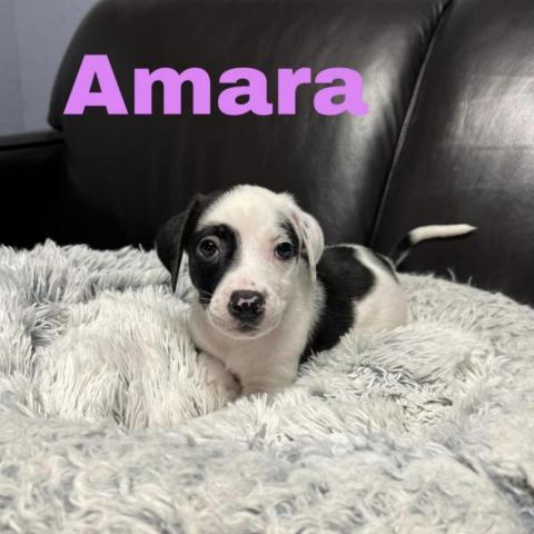 Amara