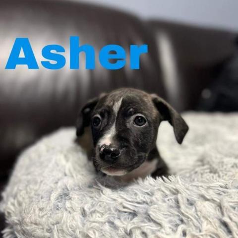 Asher