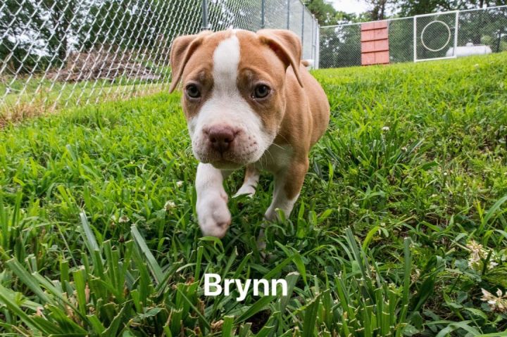 Brynn, an adopted American Staffordshire Terrier in Manhattan, KS_image-1