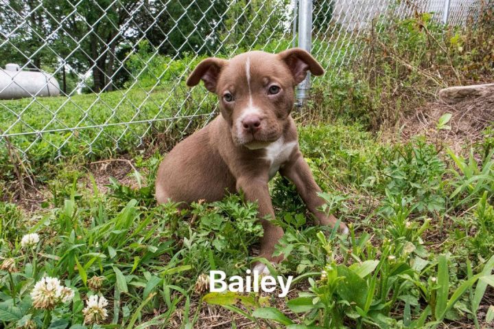 Bailey, an adopted American Staffordshire Terrier in Manhattan, KS_image-1