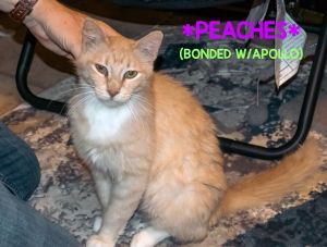 Peaches (BONDED WITH APOLLO)