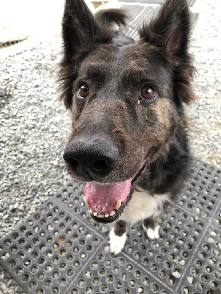 Walter, an adoptable Border Collie in Thomasville, NC, 27361 | Photo Image 1