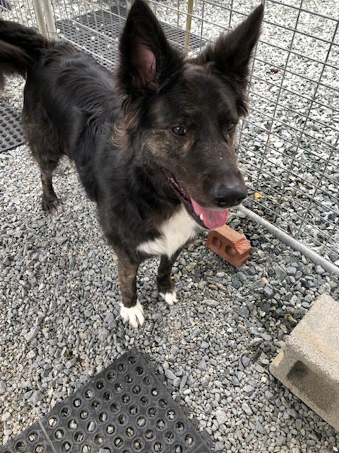 Walter, an adoptable Border Collie in Thomasville, NC, 27361 | Photo Image 2