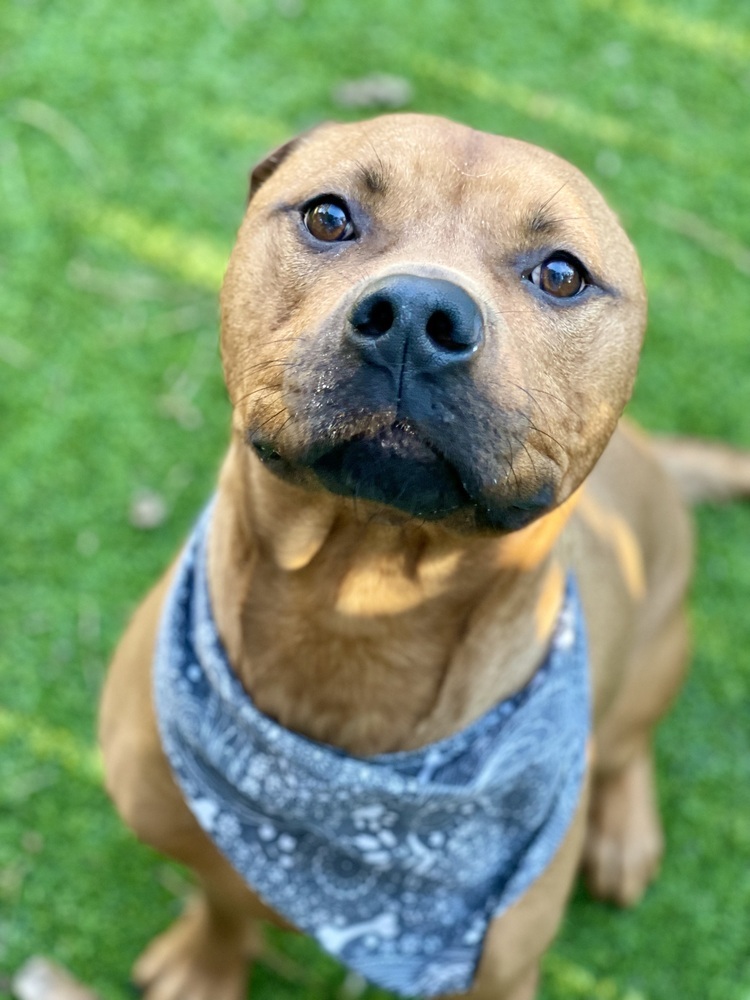 Olly, an adoptable Pit Bull Terrier in Dunwoody, GA, 30338 | Photo Image 1