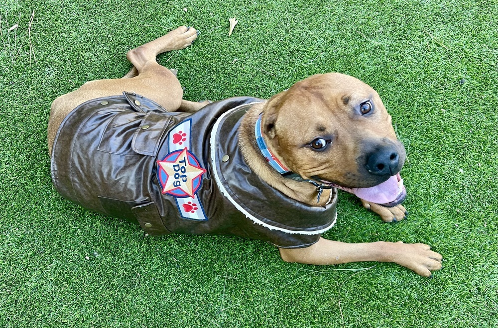 Olly, an adoptable Pit Bull Terrier in Dunwoody, GA, 30338 | Photo Image 3