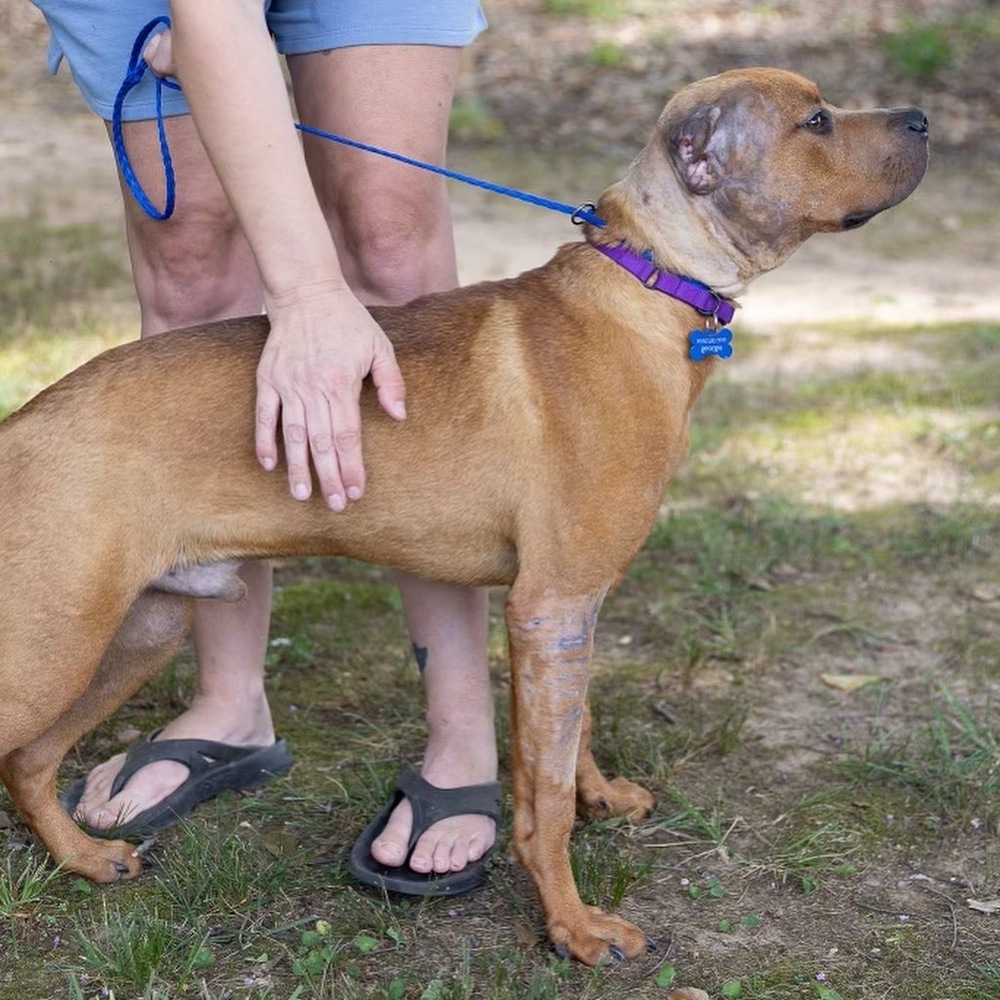 Olly, an adoptable Pit Bull Terrier in Dunwoody, GA, 30338 | Photo Image 5