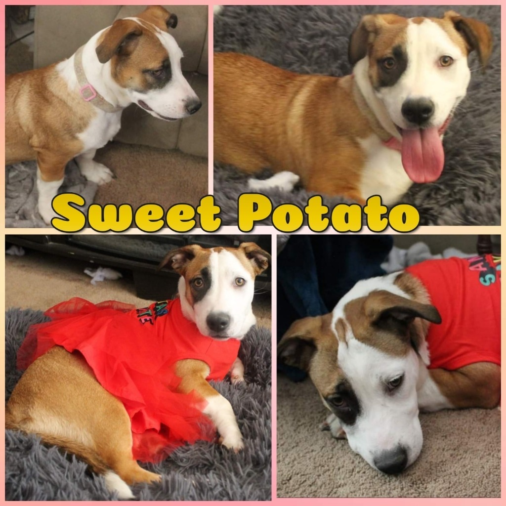 Sweet Potato