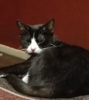 Luna &amp; Lilu, Senior Female Domestic Short Hair