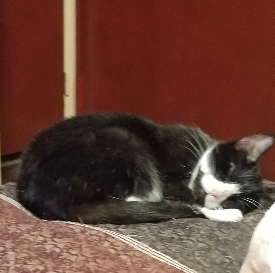 Luna & Lilu