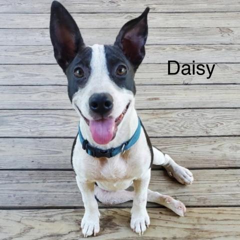 Daisy