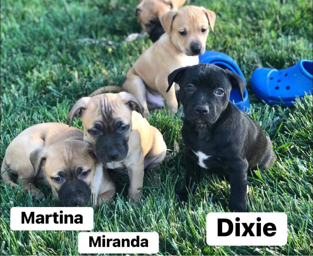 Martina, Miranda, & Dixie