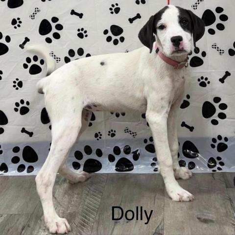 Dolly