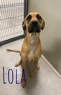 Lola 24071