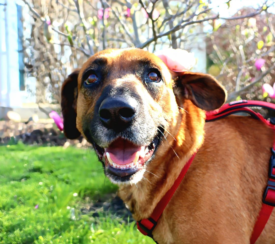 Susie the Lab Mix