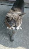 Molly