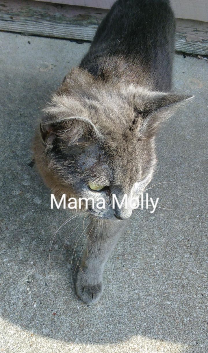 Molly, an adoptable Domestic Short Hair Mix in Springfield, MO_image-1