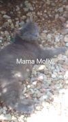 Molly