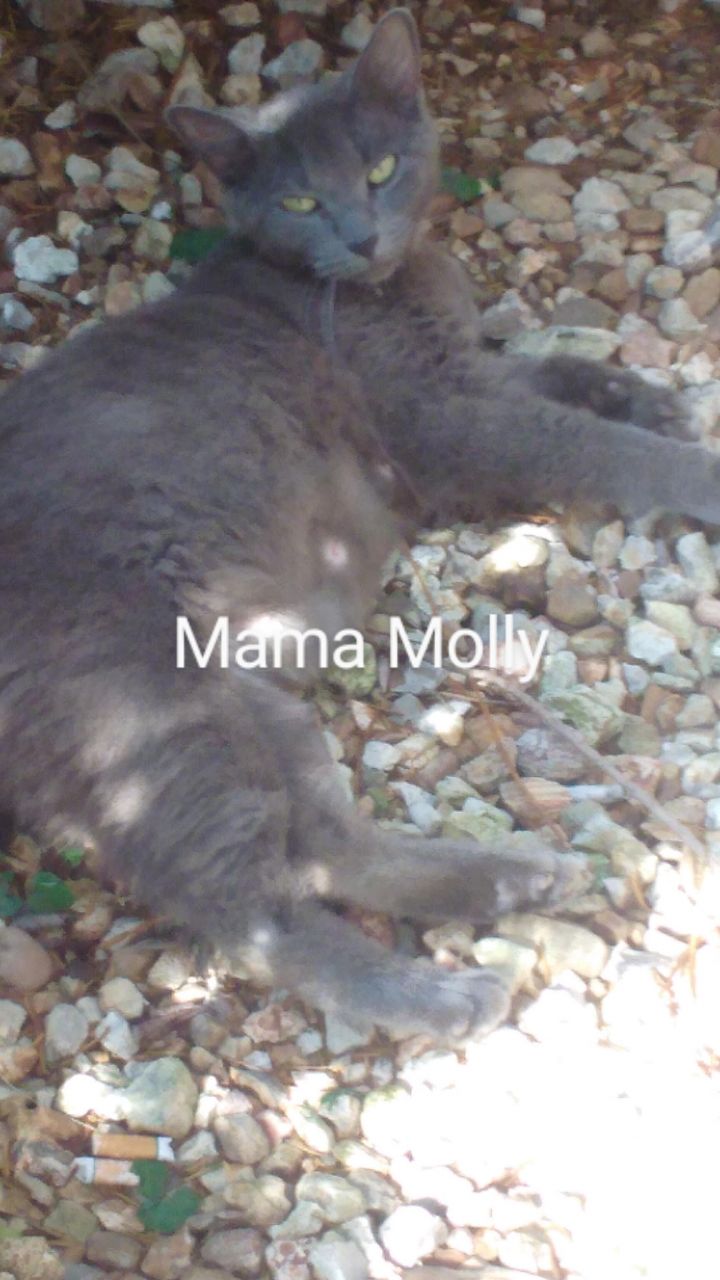 Molly, an adoptable Domestic Short Hair Mix in Springfield, MO_image-3