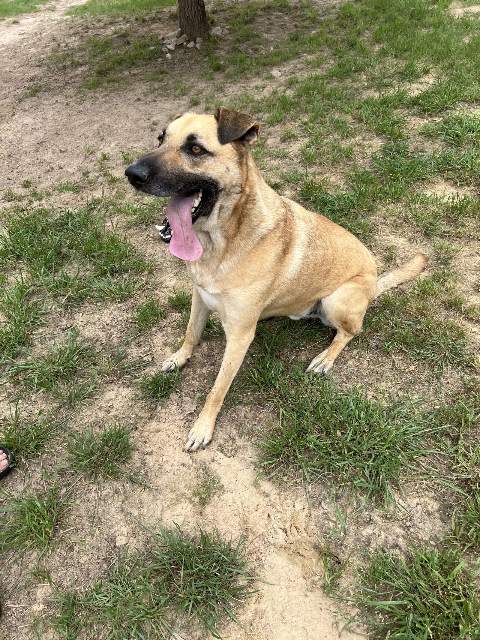 Conan, an adoptable Black Mouth Cur, German Shepherd Dog in Gun Barrel City, TX, 75147 | Photo Image 1