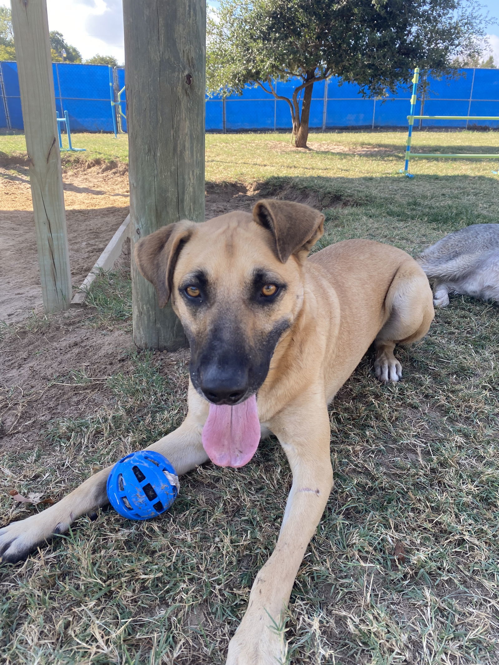 Conan, an adoptable Black Mouth Cur, German Shepherd Dog in Gun Barrel City, TX, 75147 | Photo Image 2