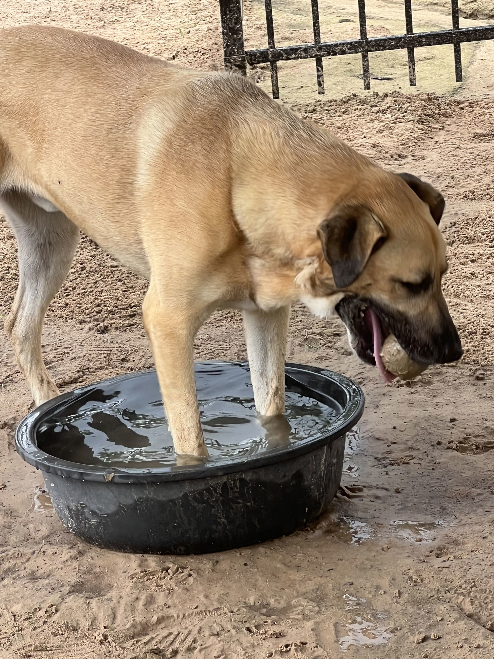 Conan, an adoptable Black Mouth Cur, German Shepherd Dog in Gun Barrel City, TX, 75147 | Photo Image 3