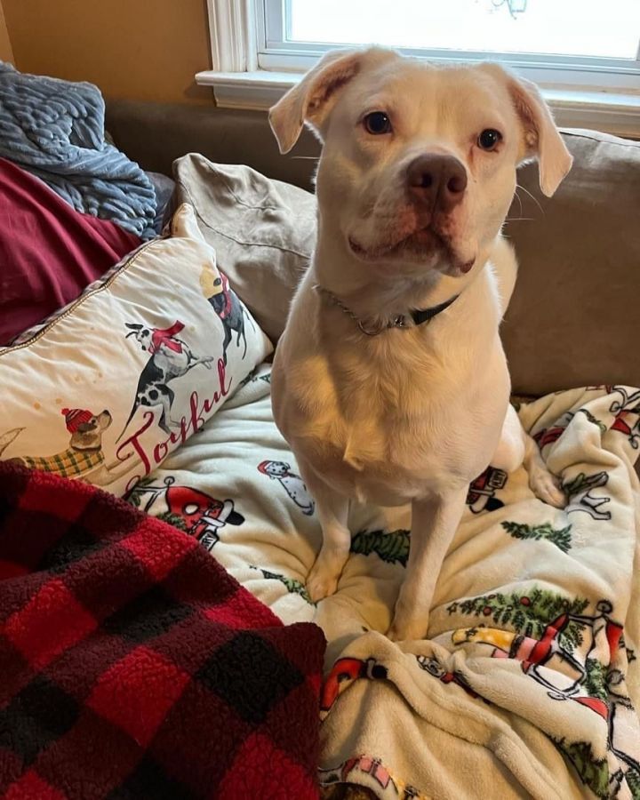 Blitz *Sponsored Adoption Fee* 4
