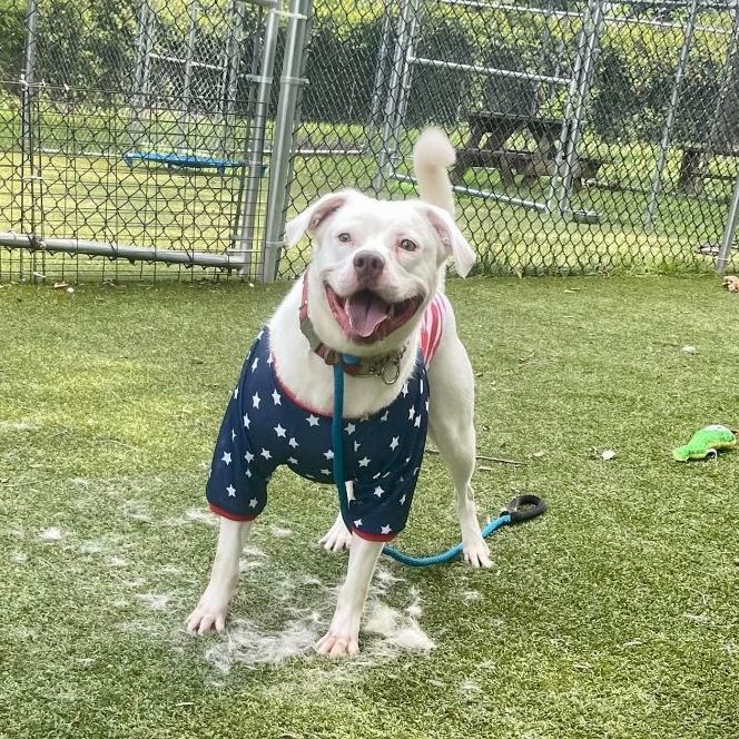 Blitz *Sponsored Adoption Fee* 5