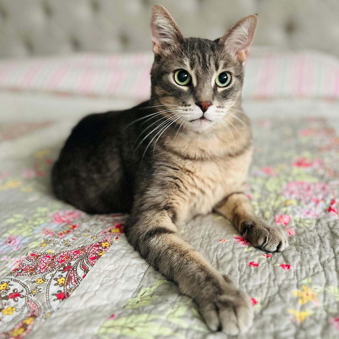 Miao Miao, an adoptable American Shorthair in Toronto, ON, M5H 3R3 | Photo Image 1