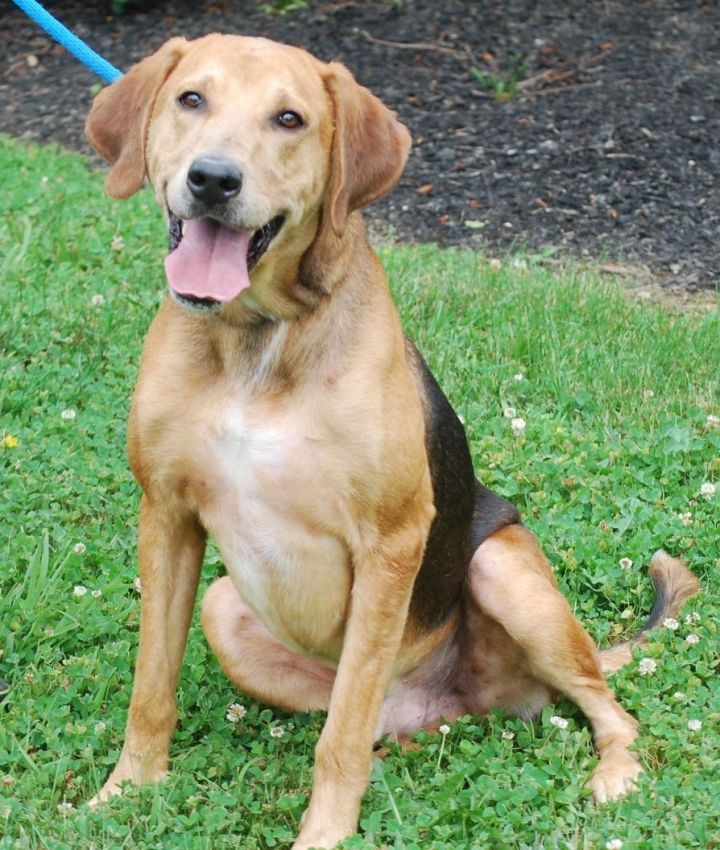 Frank, an adoptable Hound Mix in Chesapeake City, MD_image-3