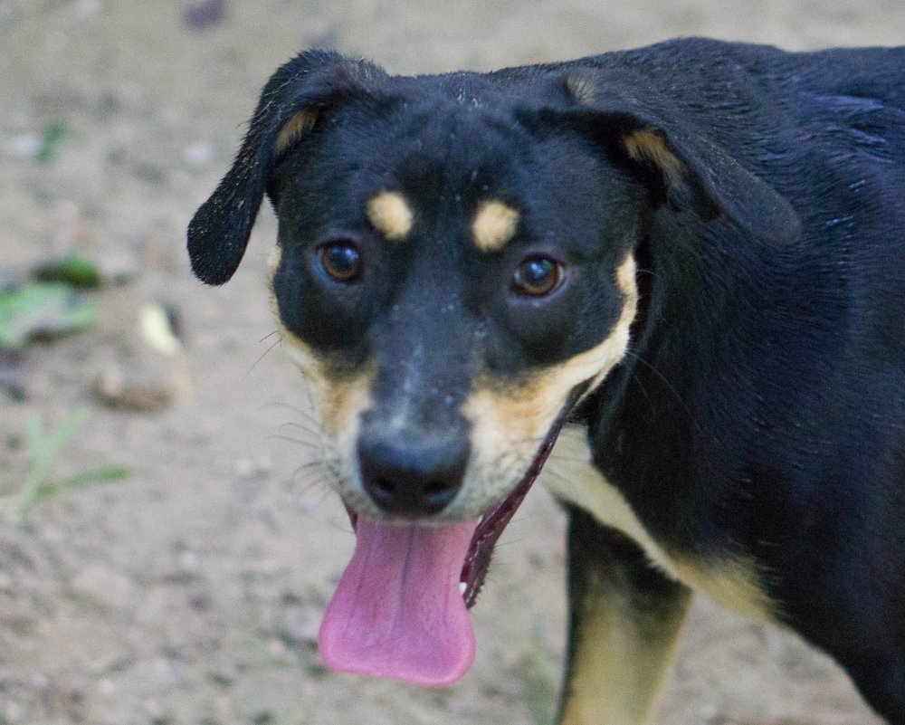 Ozella, an adoptable Rottweiler, Hound in Reidsville, NC, 27323 | Photo Image 1