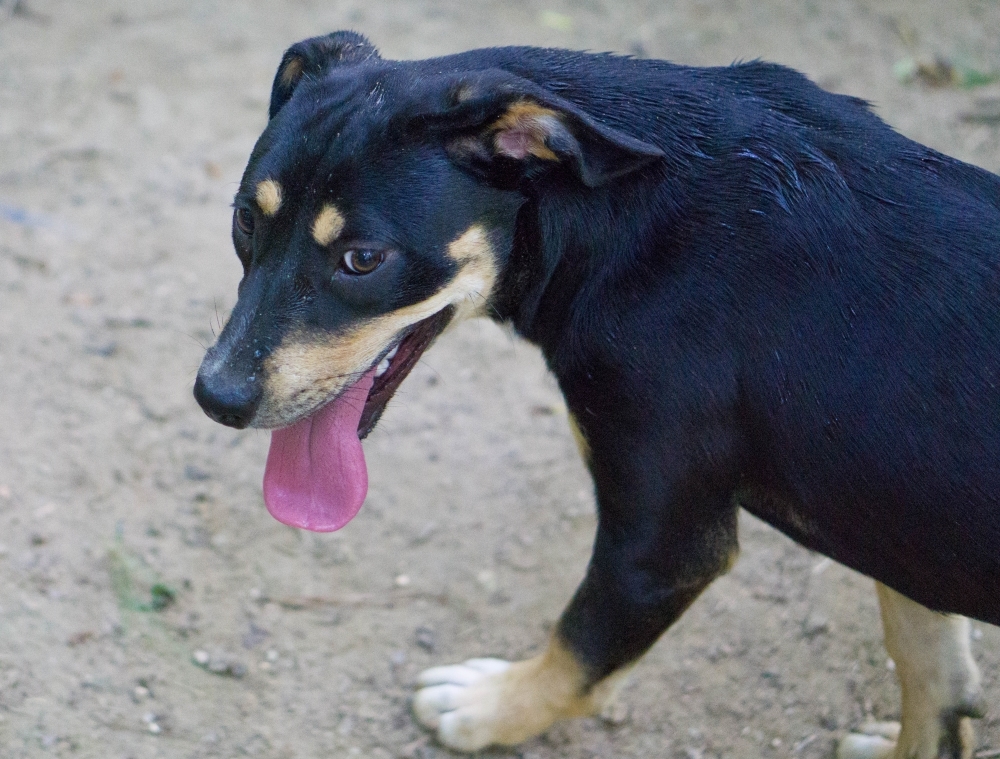 Ozella, an adoptable Rottweiler, Hound in Reidsville, NC, 27323 | Photo Image 3