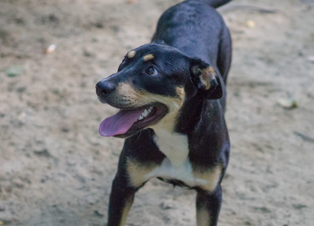 Ozella, an adoptable Rottweiler, Hound in Reidsville, NC, 27323 | Photo Image 4