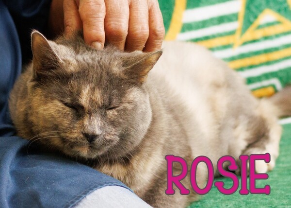 Rosie, an adoptable Domestic Short Hair Mix in Tinton Falls, NJ_image-3