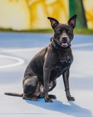 JR - TRAINED DOG