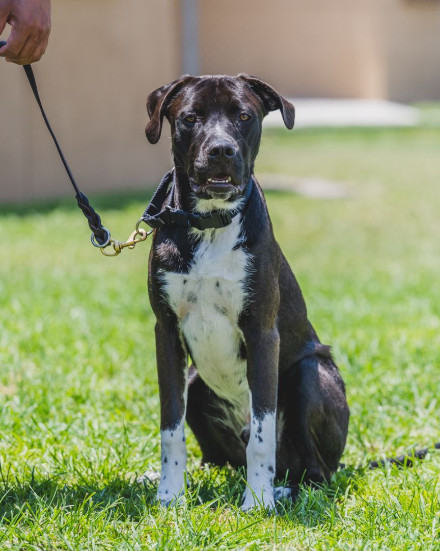 Nike - TRAINED DOG