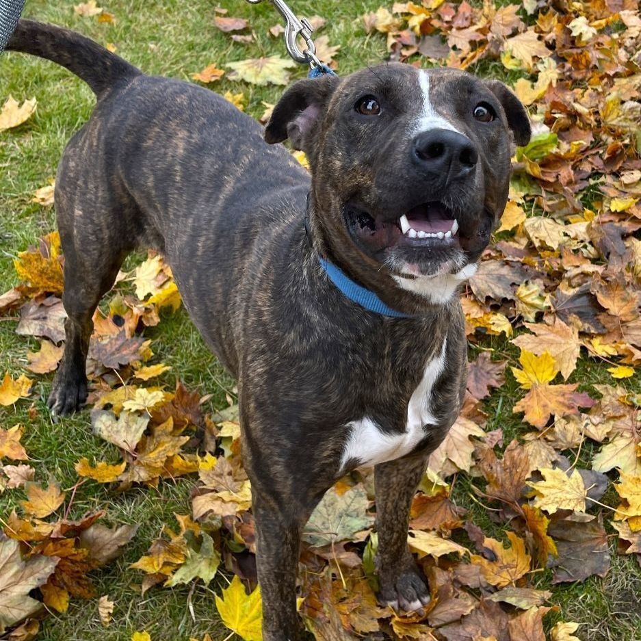 Clementine, an adoptable Pit Bull Terrier in Mount Pleasant, MI, 48858 | Photo Image 2
