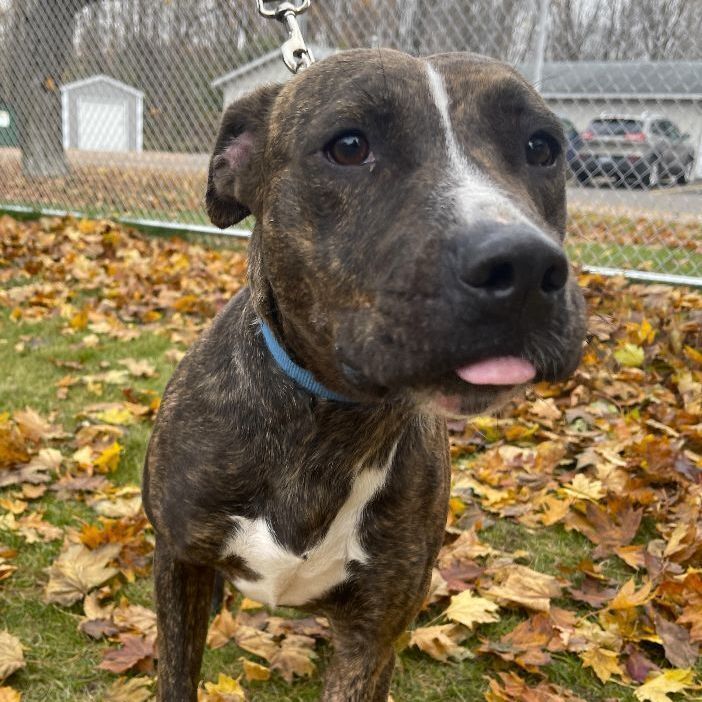 Clementine, an adoptable Pit Bull Terrier Mix in Mount Pleasant, MI_image-4