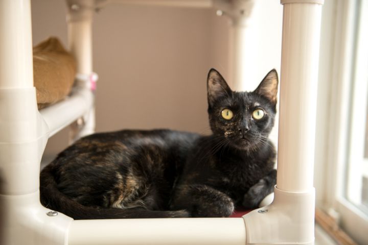 Rajah, an adoptable Domestic Short Hair Mix in Norristown, PA_image-1