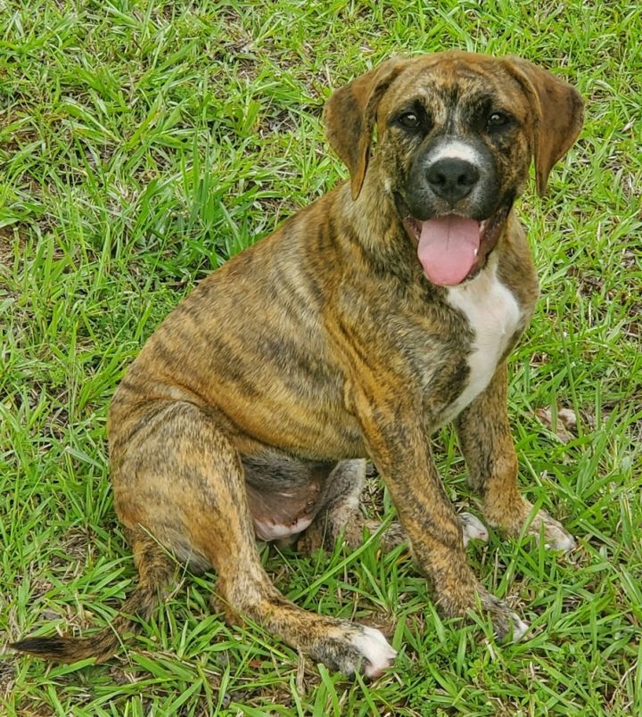 Charli, an adoptable Terrier & Pit Bull Terrier Mix in Peachtree City, GA_image-3