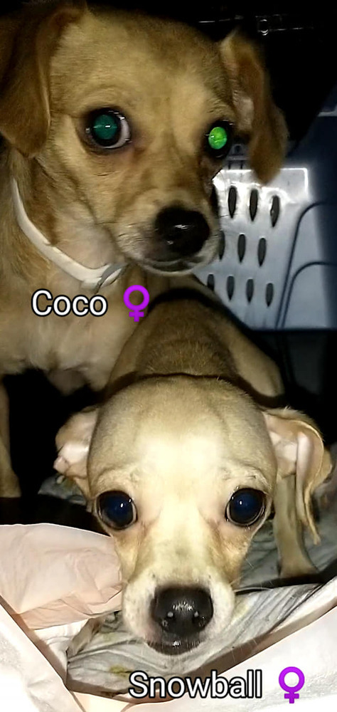 CoCo