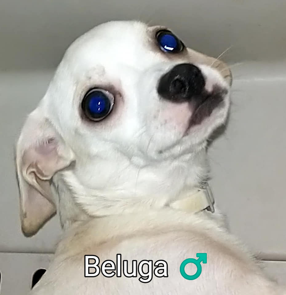 Beluga