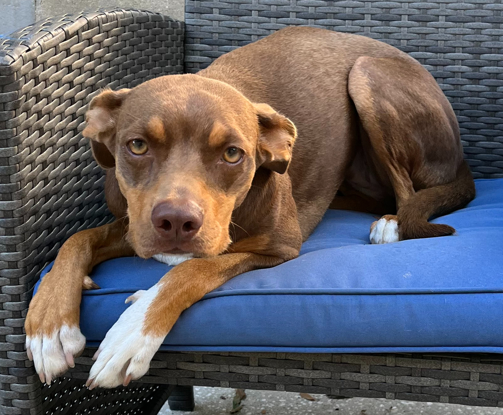 Dog for adoption - Hay Puppy, a Doberman Pinscher & Pit Bull Terrier Mix in Ocala, FL Petfinder