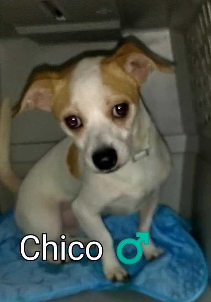 Chico