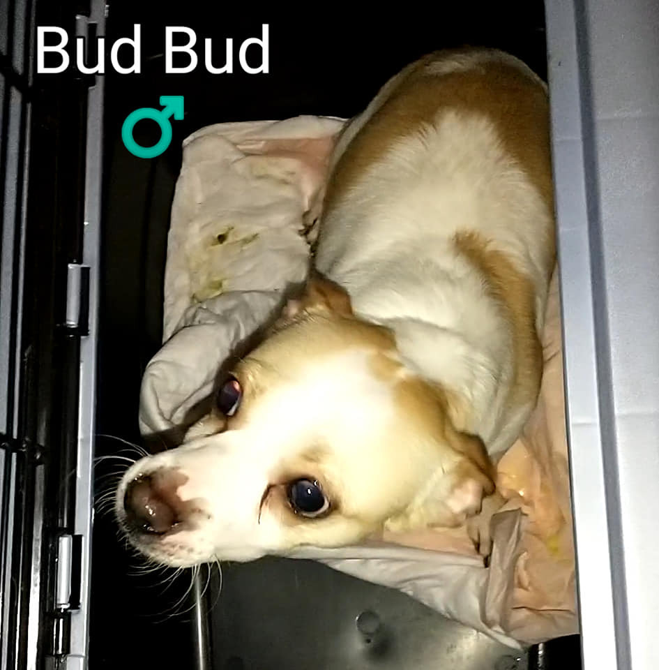 Bud Bud