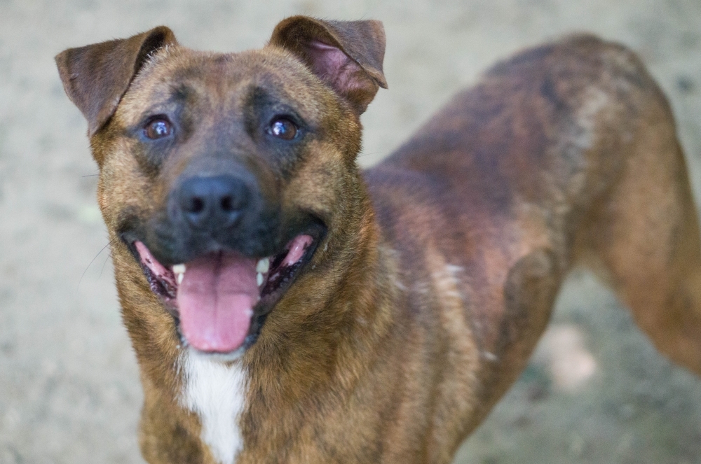 Taylor, an adoptable Hound, Terrier in Reidsville, NC, 27323 | Photo Image 3