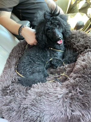 Apollo Miniature Poodle Dog