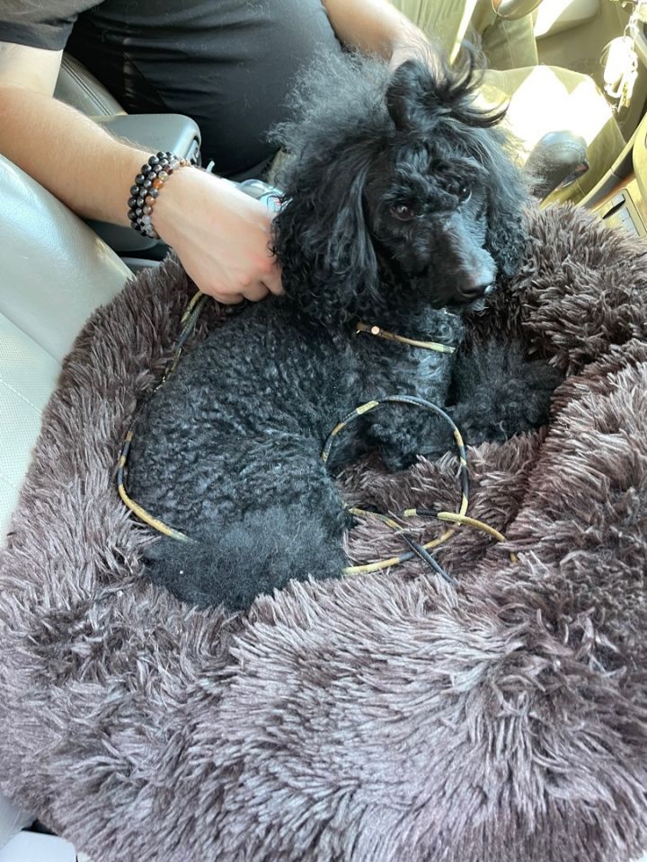 Dog for adoption Apollo a Miniature Poodle in New York NY