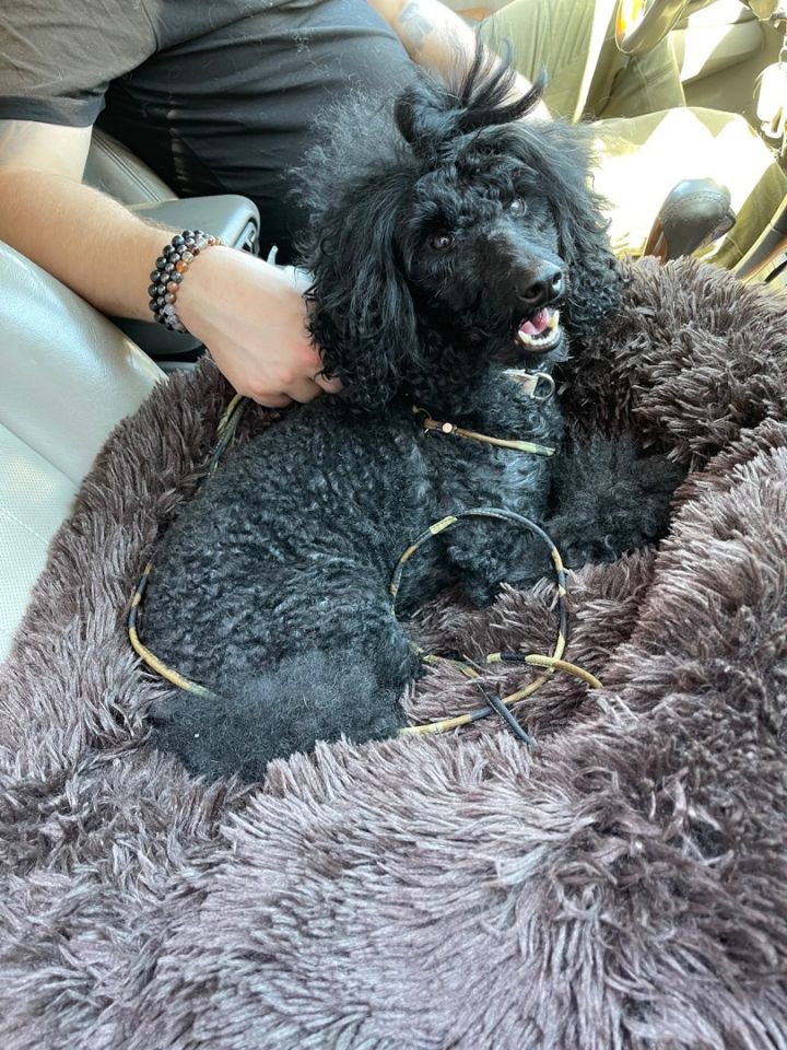 Dog for adoption Apollo a Miniature Poodle in New York NY