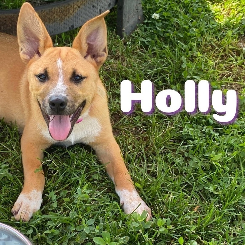 Holly