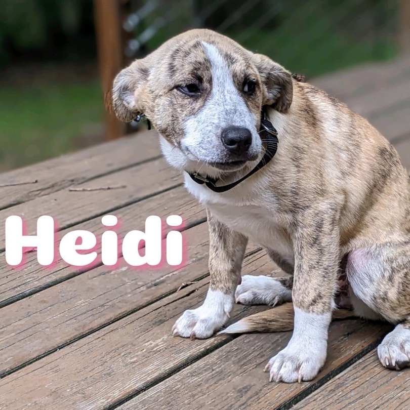 Heidi